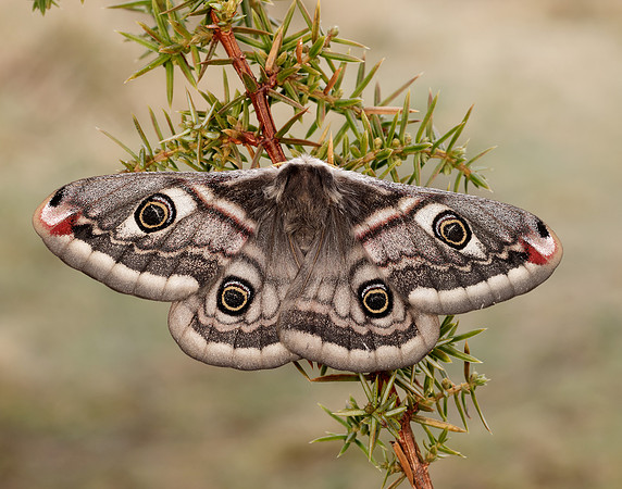 68.001 BF1643 Emperor Moth Saturnia pavonia