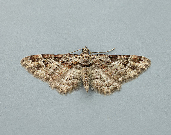 70.141 BF1862 Double-striped Pug Gymnoscelis rufifasciata