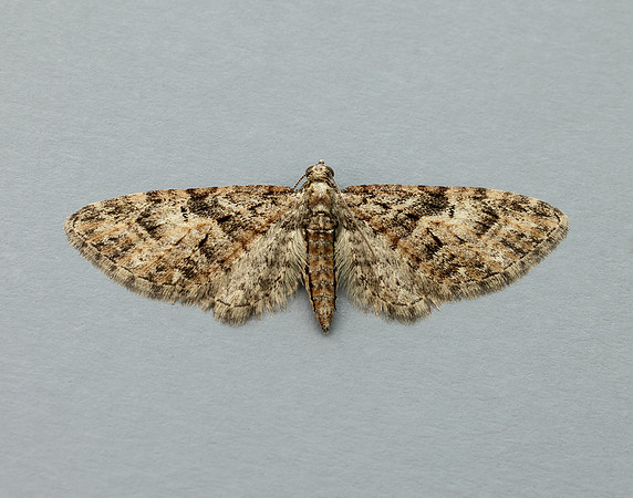 70.156 BF1852 Brindled Pug Eupithecia abbreviata