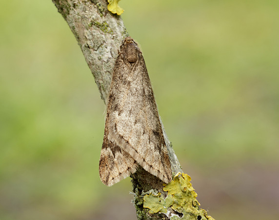 70.245 BF1663 March Moth Alsophila aescularia