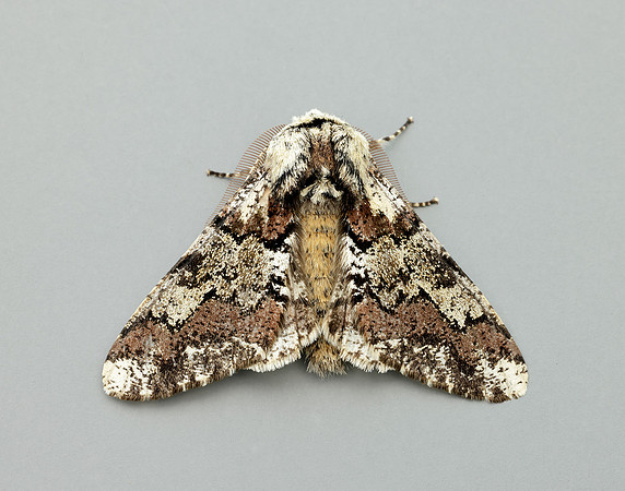 70.251 BF1930 Oak Beauty Biston strataria