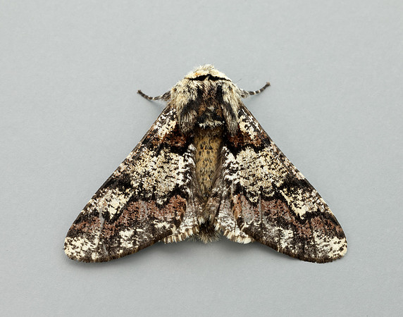 70.251 BF1930 Oak Beauty Biston strataria