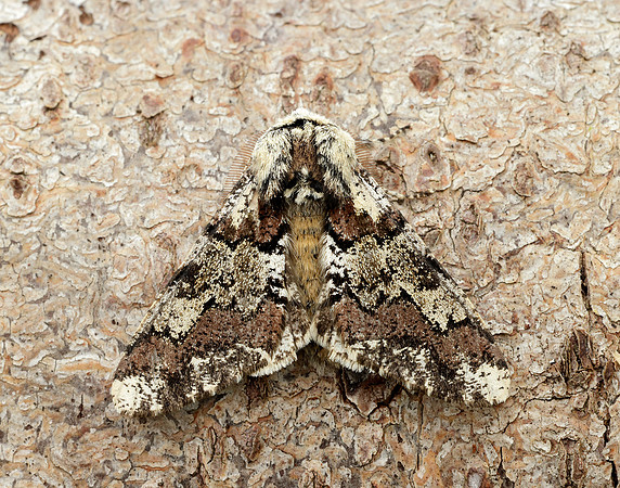 70.251 BF1930 Oak Beauty Biston strataria