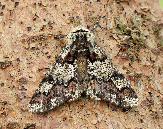70.251 BF1930 Oak Beauty Biston strataria