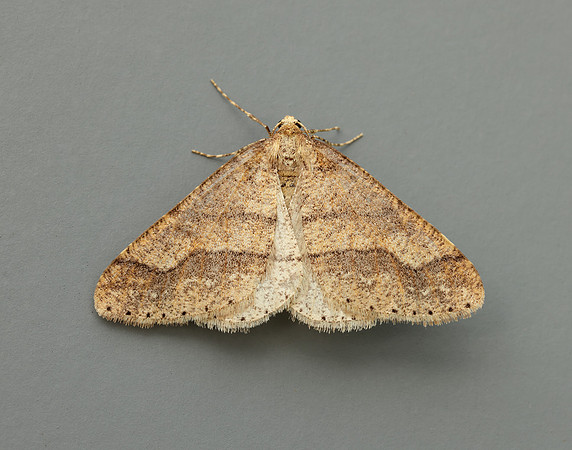 70.255 BF1934 Dotted Border Agriopis marginaria
