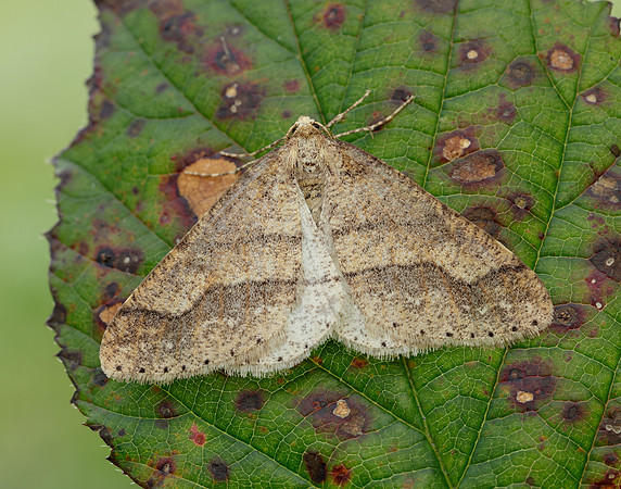 70.255 BF1934 Dotted Border Agriopis marginaria