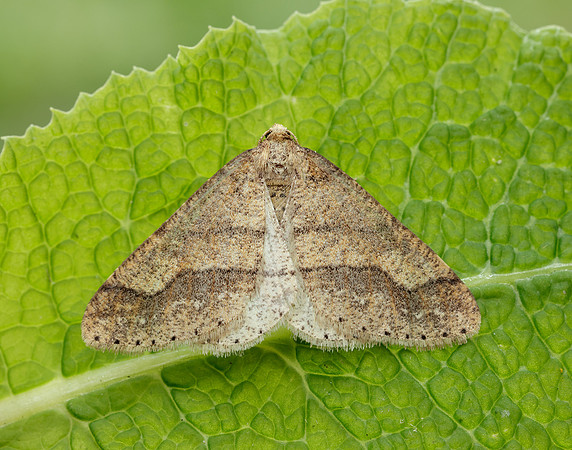 70.255 BF1934 Dotted Border Agriopis marginaria