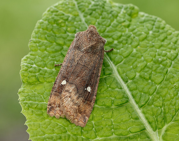 3.210 BF2256 Satellite Eupsilia transversa