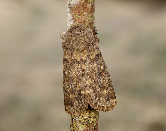 73.234 BF2229 Brindled Ochre Dasypolia templi