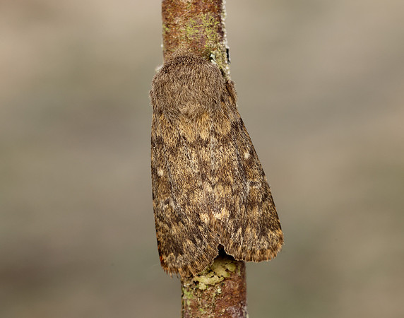 73.234 BF2229 Brindled Ochre Dasypolia templi