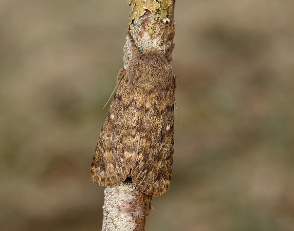 73.234 BF2229 Brindled Ochre Dasypolia templi