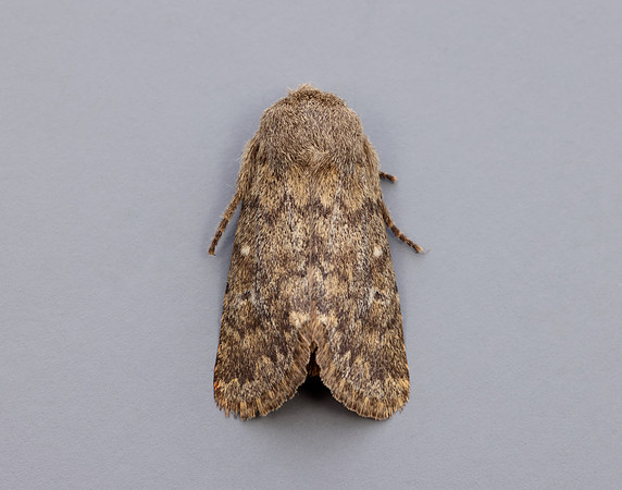 73.234 BF2229 Brindled Ochre Dasypolia templi