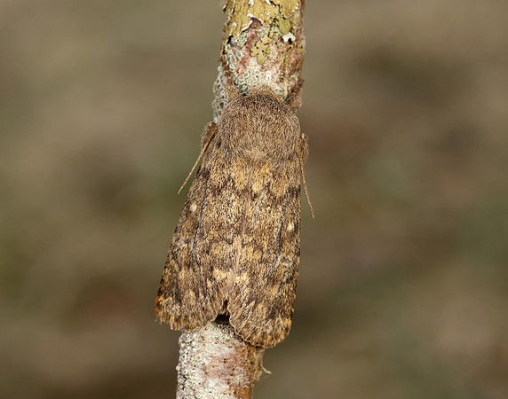 73.234 BF2229 Brindled Ochre Dasypolia templi