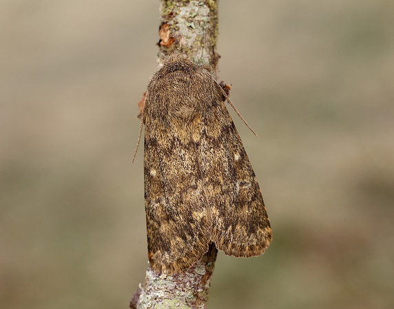 73.234 BF2229 Brindled Ochre Dasypolia templi