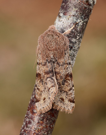 3.242 BF2188 Clouded Drab Orthosia incerta