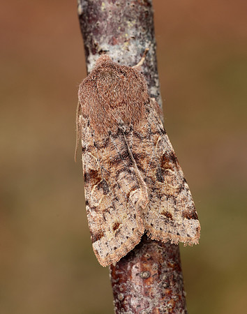 3.242 BF2188 Clouded Drab Orthosia incerta