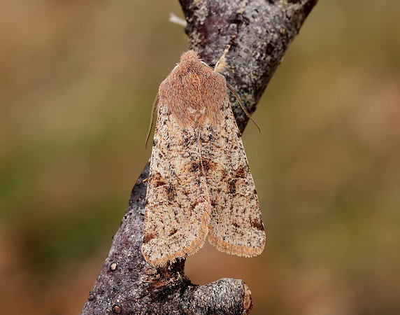 3.242 BF2188 Clouded Drab Orthosia incerta