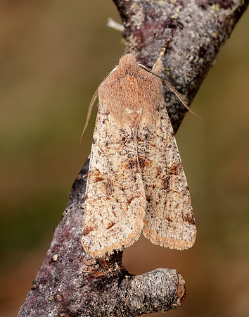 3.242 BF2188 Clouded Drab Orthosia incerta