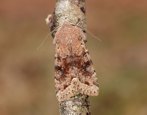3.242 BF2188 Clouded Drab Orthosia incerta