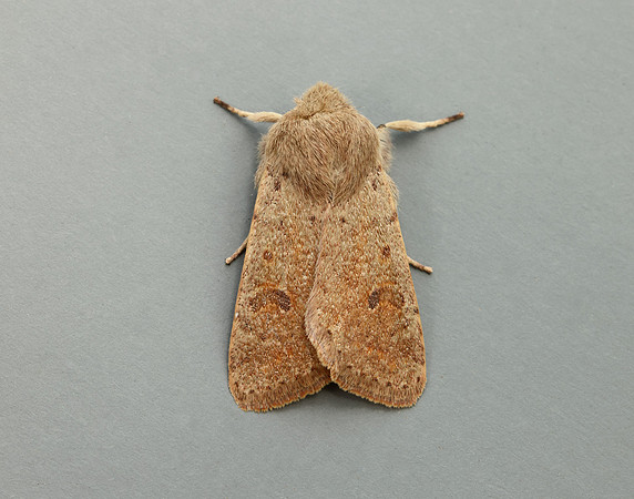 73.245 BF2182 Small Quaker Orthosia cruda