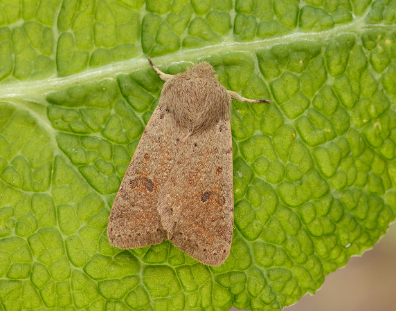 73.245 BF2182 Small Quaker Orthosia cruda