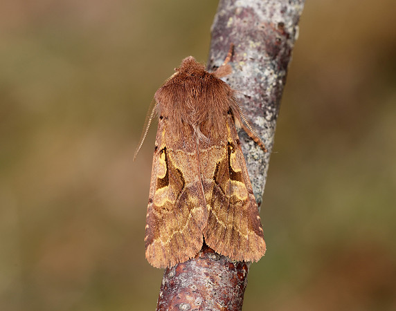 73.249 BF2190 Hebrew Character Orthosia gothica
