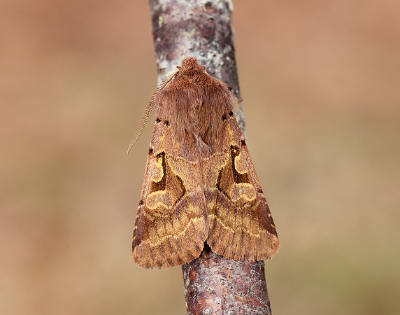 73.249 BF2190 Hebrew Character Orthosia gothica