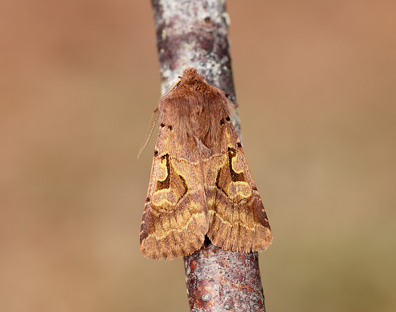 73.249 BF2190 Hebrew Character Orthosia gothica