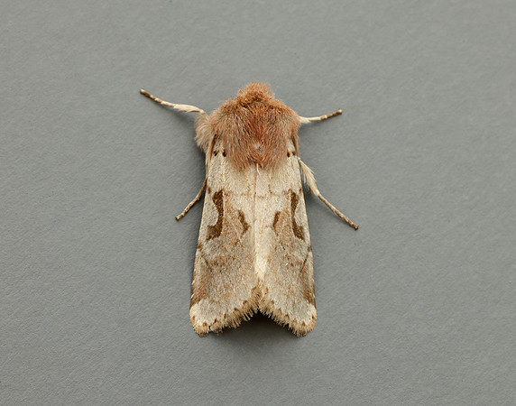 73.249 BF2190 Hebrew Character Orthosia gothica