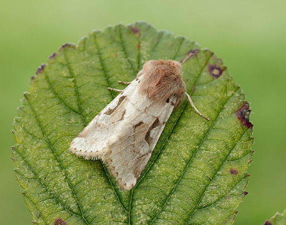 73.249 BF2190 Hebrew Character Orthosia gothica