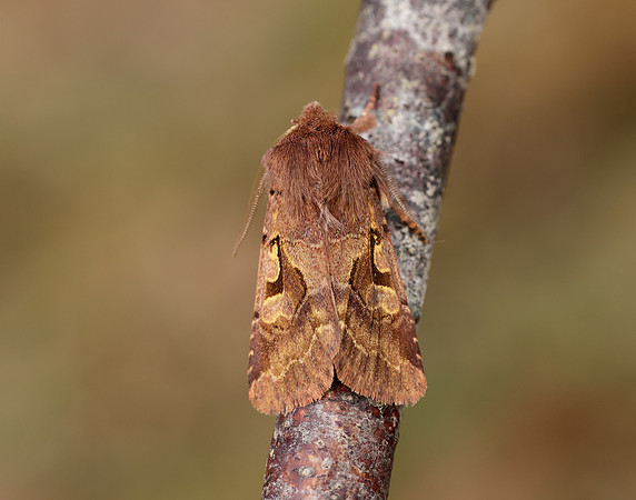 73.249 BF2190 Hebrew Character Orthosia gothica