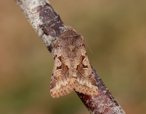 73.249 BF2190 Hebrew Character Orthosia gothica