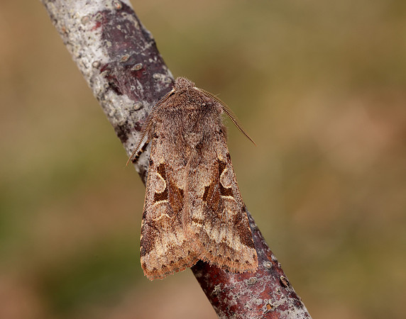 73.249 BF2190 Hebrew Character Orthosia gothica
