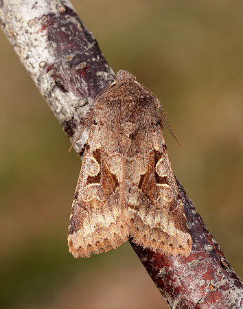 73.249 BF2190 Hebrew Character Orthosia gothica