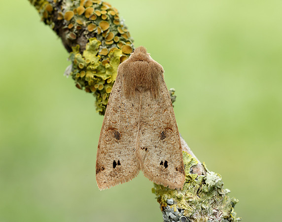 73.250 BF2189 Twin-spotted Quaker Anorthoa munda