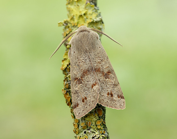 73.250 BF2189 Twin-spotted Quaker Anorthoa munda