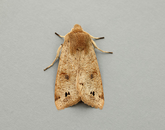 73.250 BF2189 Twin-spotted Quaker Anorthoa munda
