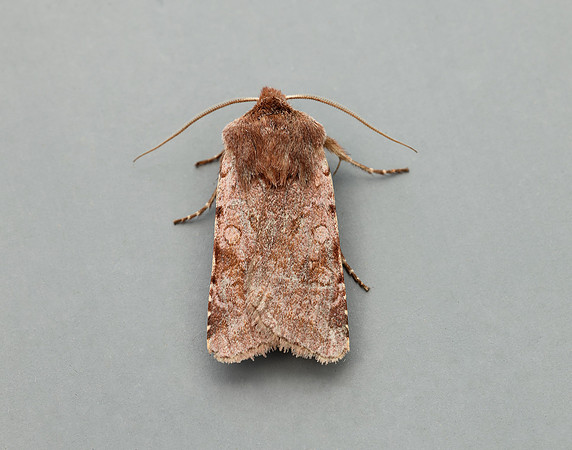 73.336 BF2139 Red Chestnut Cerastis rubricosa