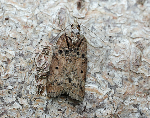 74.009 BF2423 Oak Nycteoline Nycteola revayana