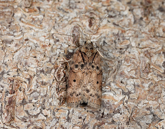 74.009 BF2423 Oak Nycteoline Nycteola revayana
