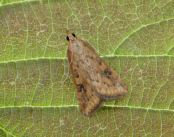 63.031 BF1395 Rusty Dot Pearl Udea ferrugalis