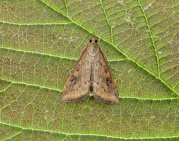 63.031 BF1395 Rusty Dot Pearl Udea ferrugalis