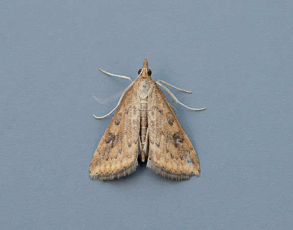 63.031 BF1395 Rusty Dot Pearl Udea ferrugalis