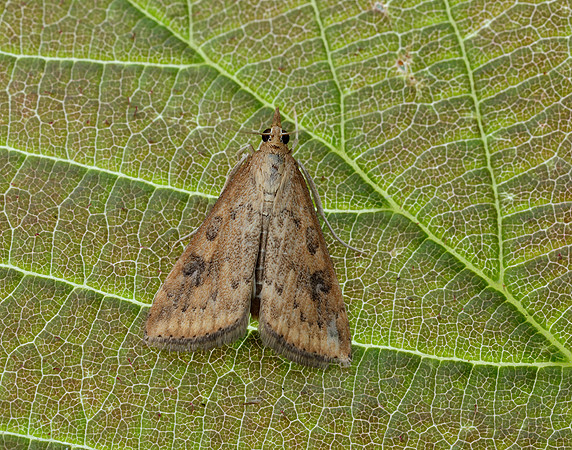63.031 BF1395 Rusty Dot Pearl Udea ferrugalis
