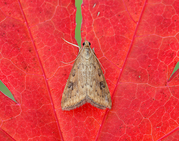 63.031 BF1395 Rusty Dot Pearl Udea ferrugalis