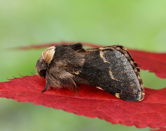 66.001 BF1631 December Moth Poecilocampa populi