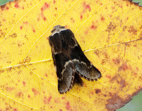 66.001 BF1631 December Moth Poecilocampa populi