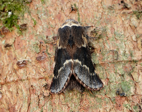 66.001 BF1631 December Moth Poecilocampa populi