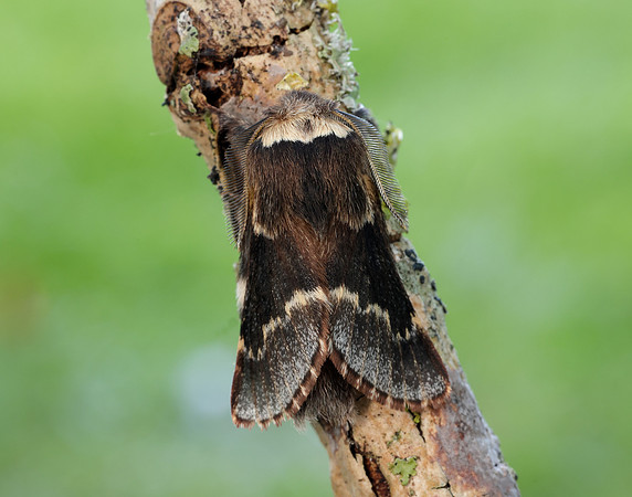 66.001 BF1631 December Moth Poecilocampa populi