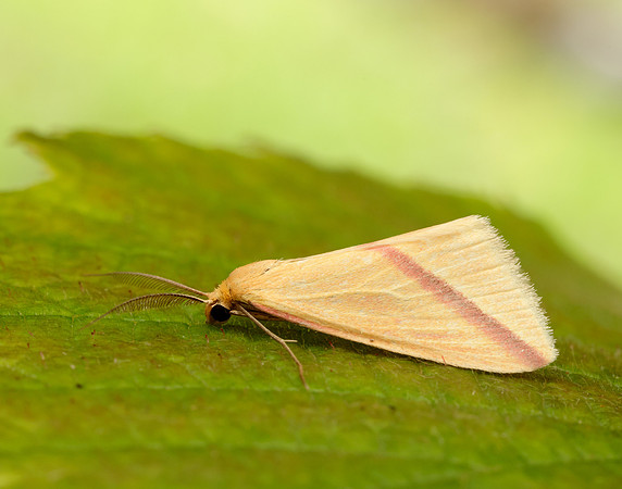70.038 BF1716 Vestal Rhodometra sacraria
